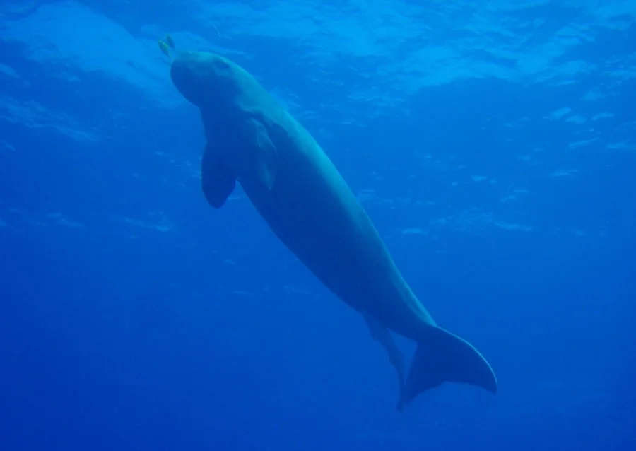 Dugong / Sea Cow - State Animal of Andaman and Nicobar Islands