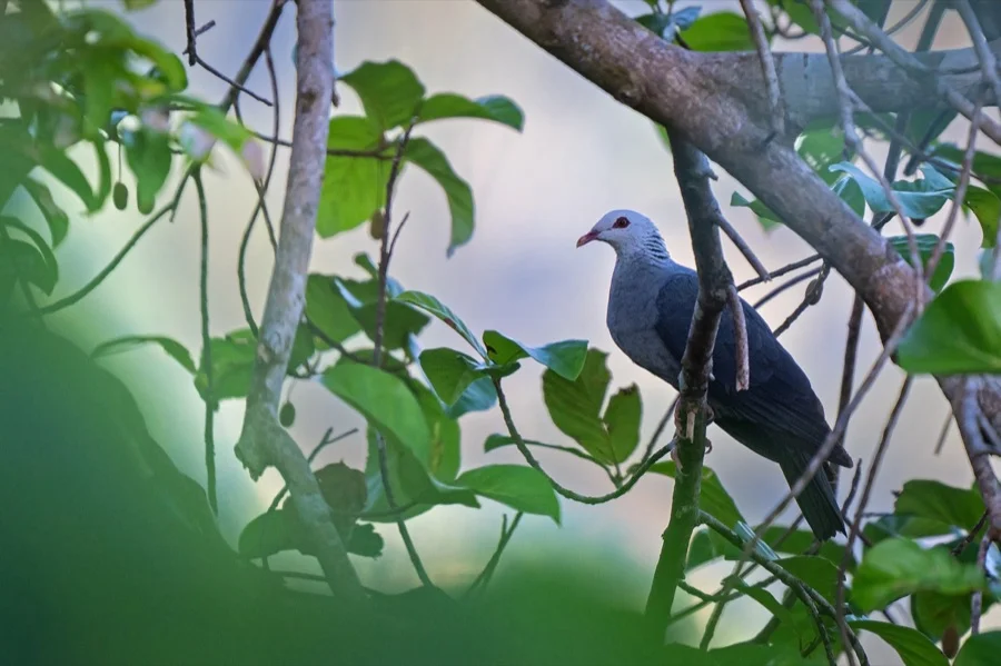 Andaman Wood Pigeon - State Bird of Andaman and Nicobar Islands
