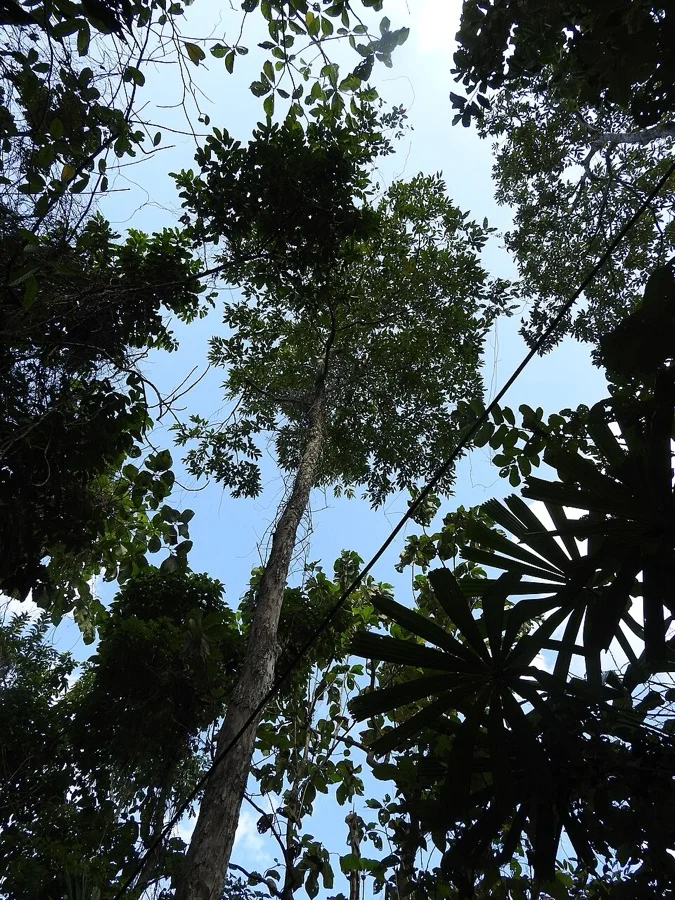 Andaman Pyinma - State Flower of Andaman and Nicobar Islands