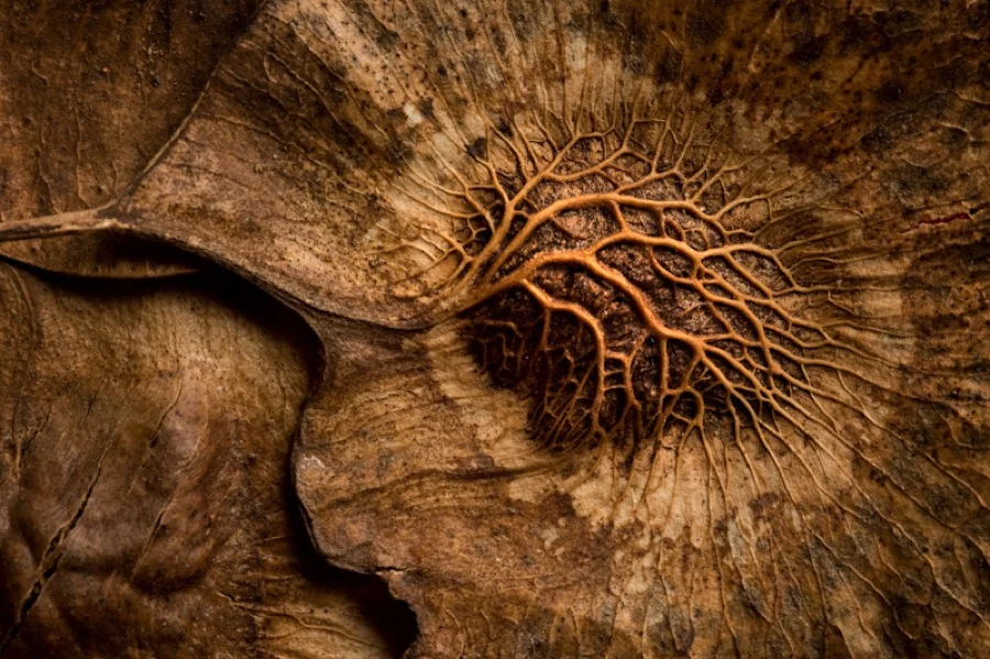 Andaman Padauk - State Tree of Andaman and Nicobar Islands