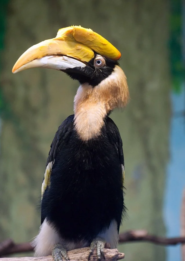 Great Hornbill - State Bird of Arunachal Pradesh