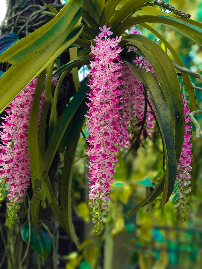 Foxtail Orchid - State Flower of Arunachal Pradesh