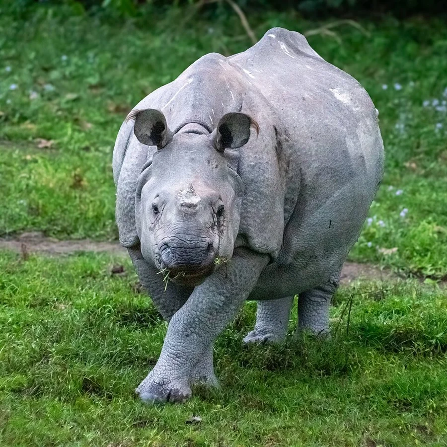 One-horned Rhinoceros - State Animal of Assam