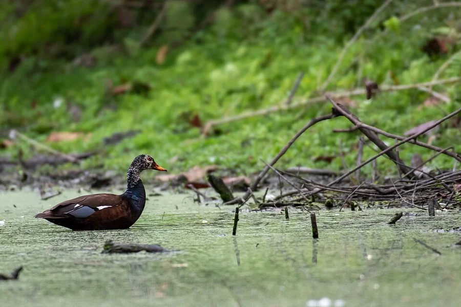 White-winged Wood Duck - State Bird of Assam