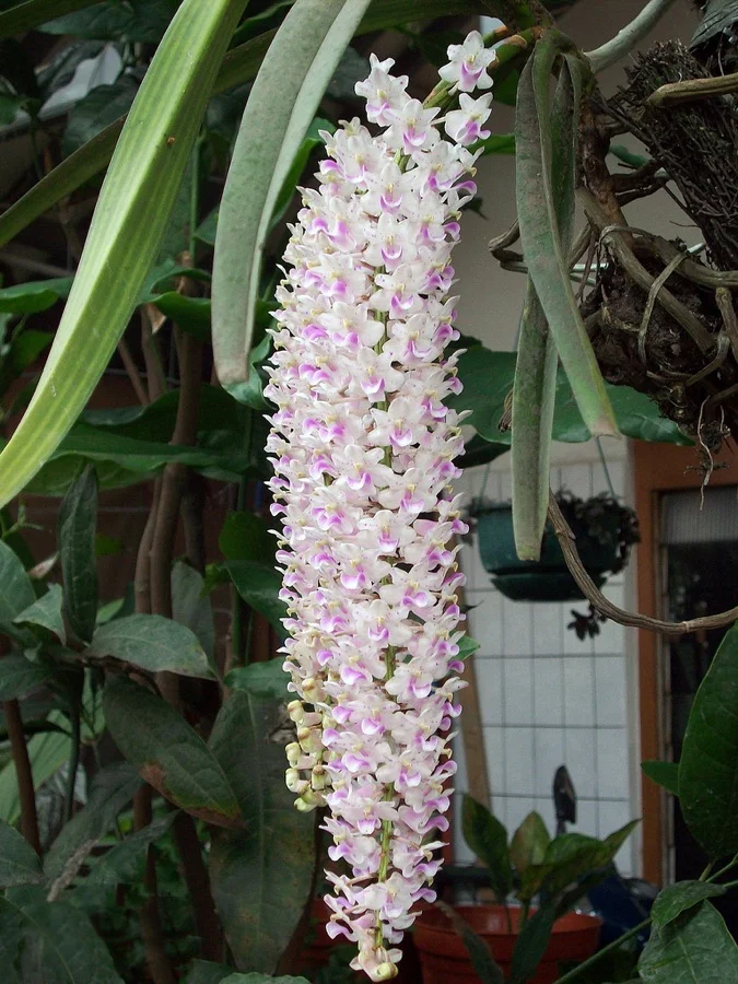 Foxtail Orchid / Kopou Phool - State Flower of Assam