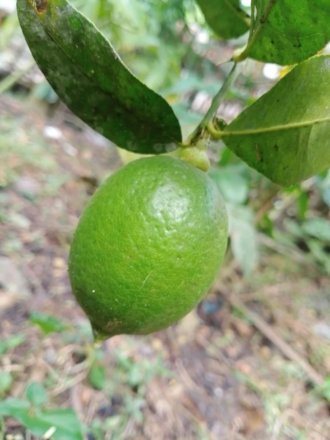 Kaji Nemu / Assam Lemon - State Fruit of Assam