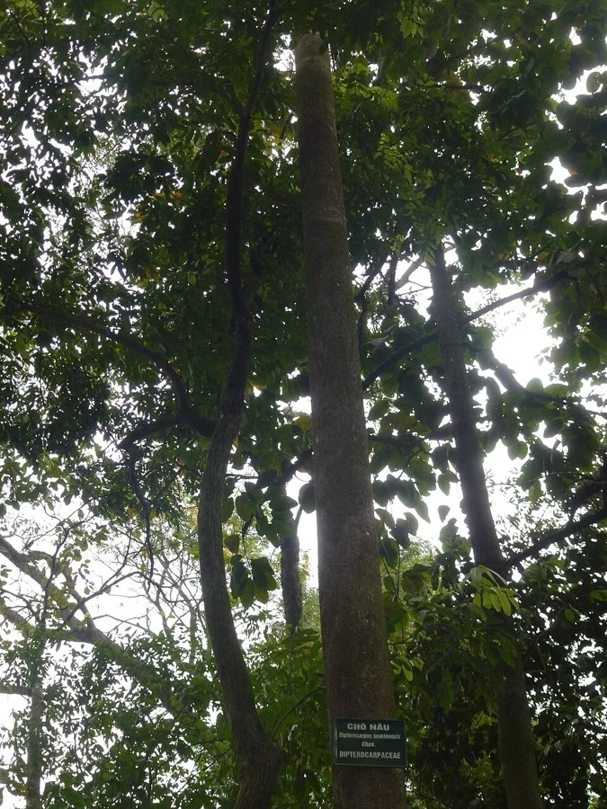 Hollong Tree - State Tree of Assam