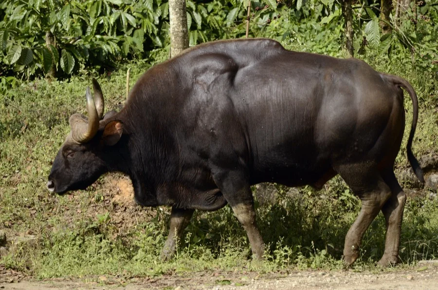 Gaur / Indian Bison - State Animal of Bihar