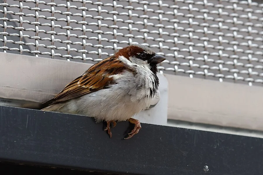 House Sparrow - State Bird of Bihar