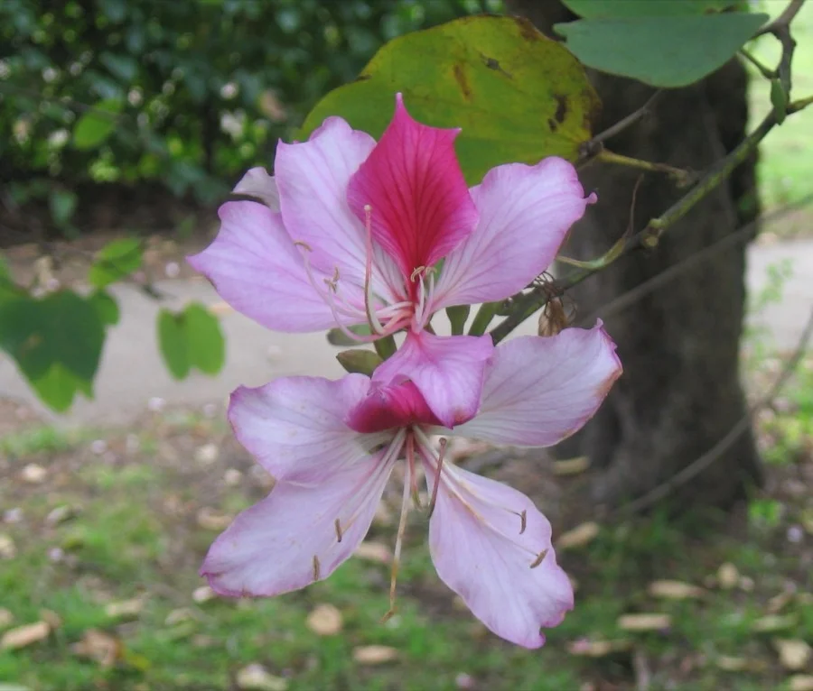 Kachnar / Orchid Tree - State Flower of Bihar