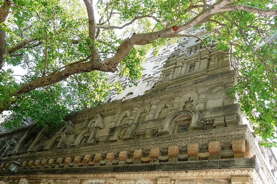 Peepal / Bodhi Tree - State Tree of Bihar