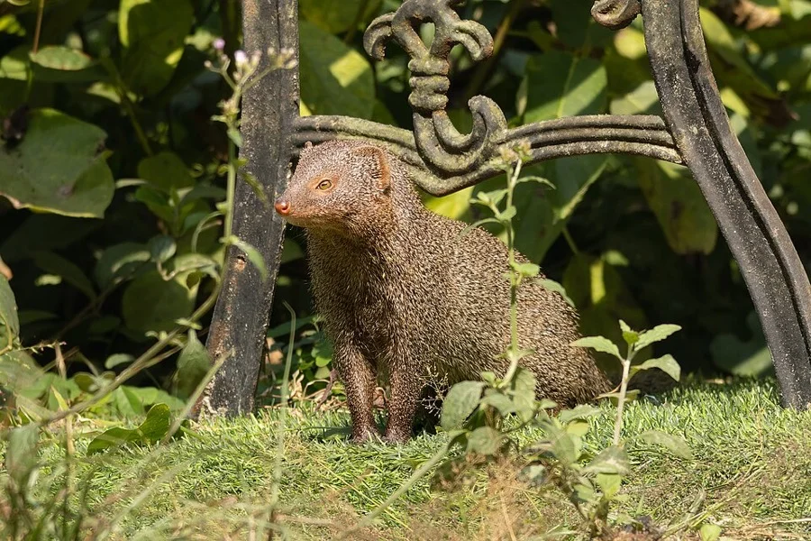Indian Grey Mongoose - State Animal of Chandigarh
