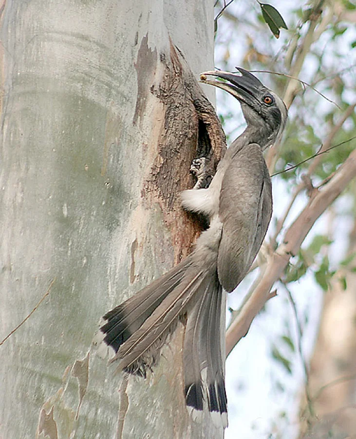 Indian Grey Hornbill - State Bird of Chandigarh