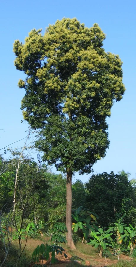 Mango Tree - State Tree of Chandigarh