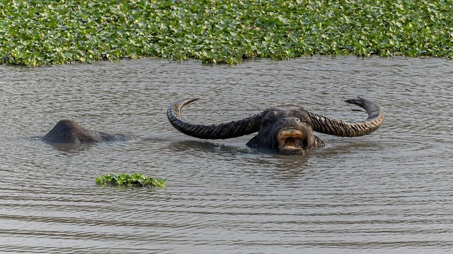 Wild Water Buffalo - State Animal of Chhattisgarh