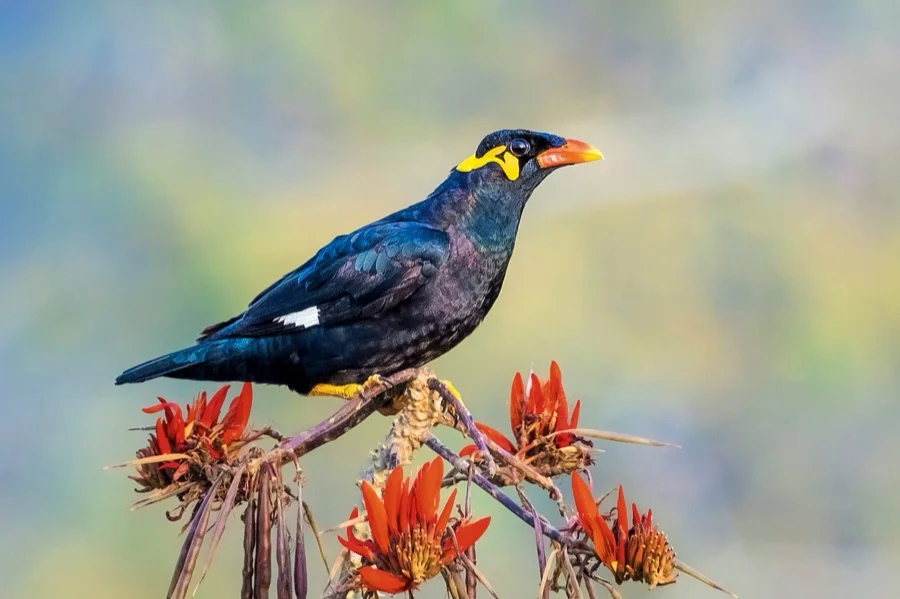 Bastar Hill Myna - State Bird of Chhattisgarh
