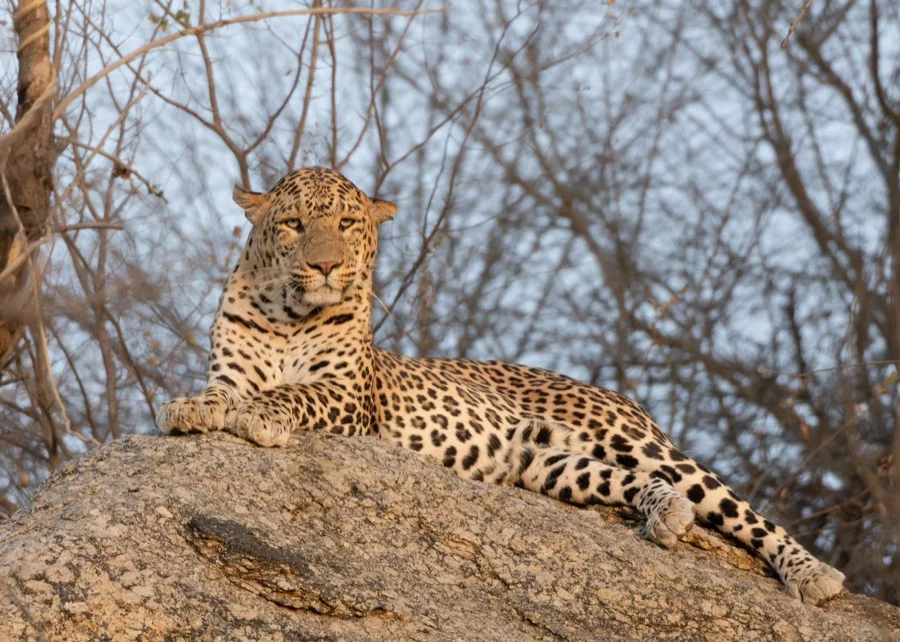 Indian Leopard - State Animal of Dadra & Nagar Haveli & Daman & Diu