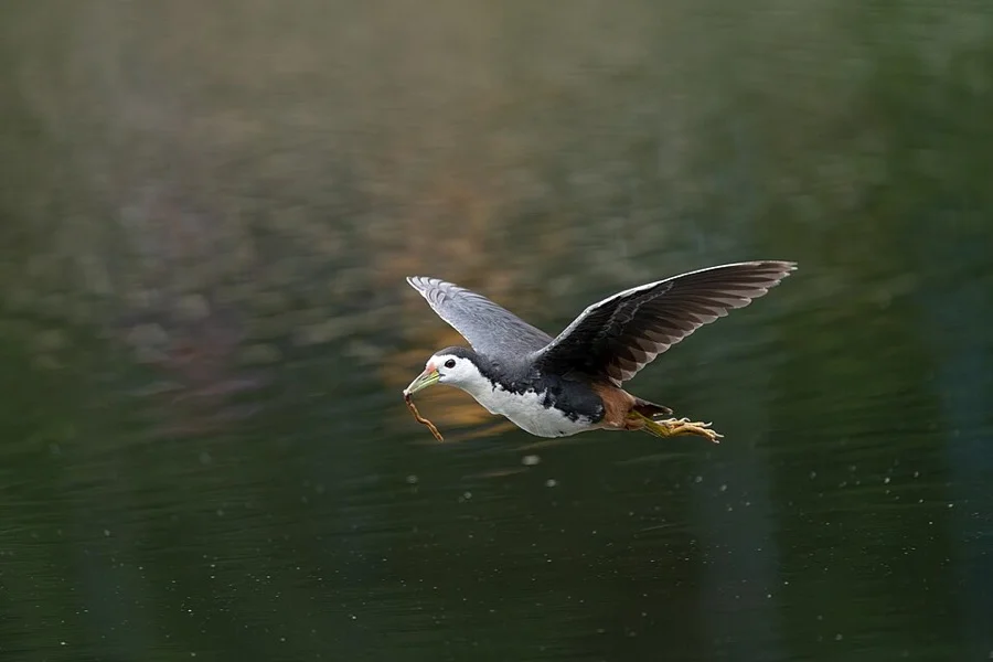 White-breasted Waterhen - State Bird of Dadra & Nagar Haveli & Daman & Diu