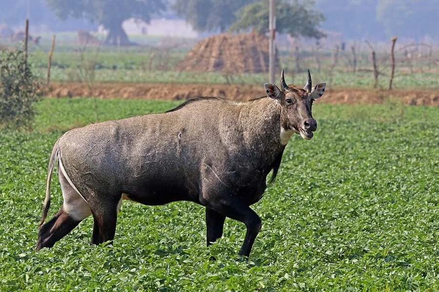 Nilgai / Blue Bull - State Animal of Delhi