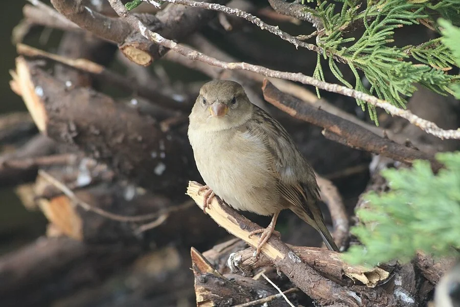 House Sparrow - State Bird of Delhi