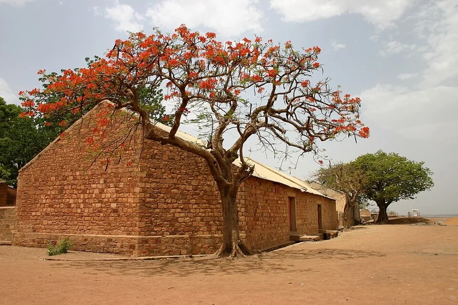 Flamboyant / Gulmohar - State Tree of Delhi