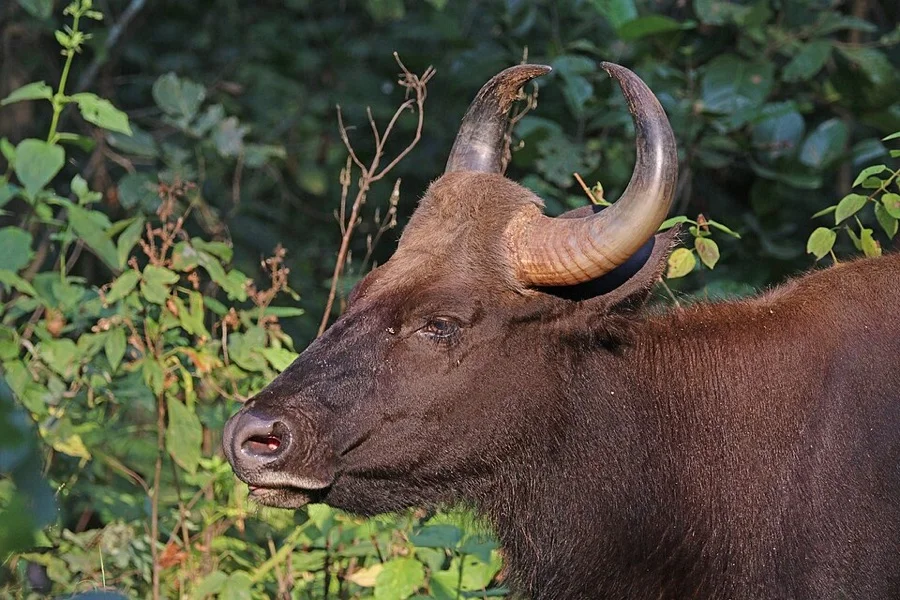Gaur / Indian Bison - State Animal of Goa