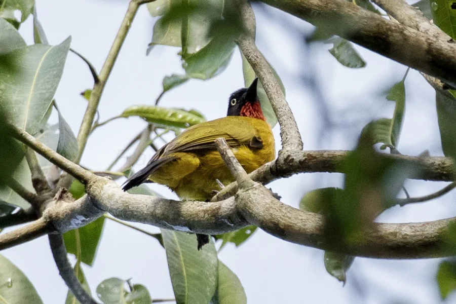 Ruby-throated Bulbul - State Bird of Goa