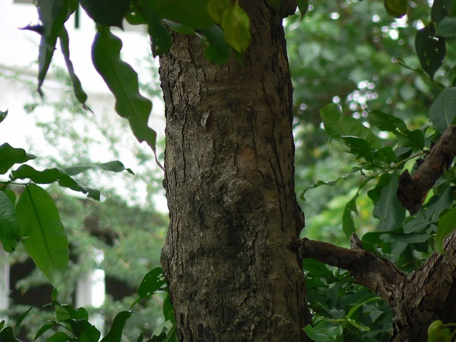 Matti / Crocodile Bark Tree - State Tree of Goa