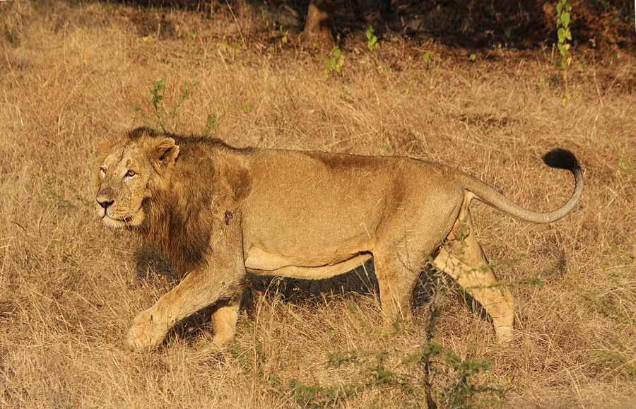 Asiatic Lion - State Animal of Gujarat