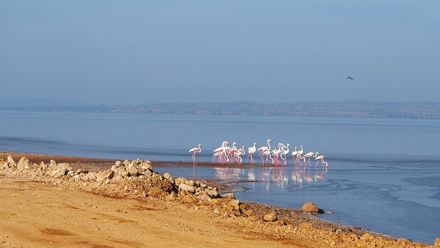 Greater Flamingo - State Bird of Gujarat