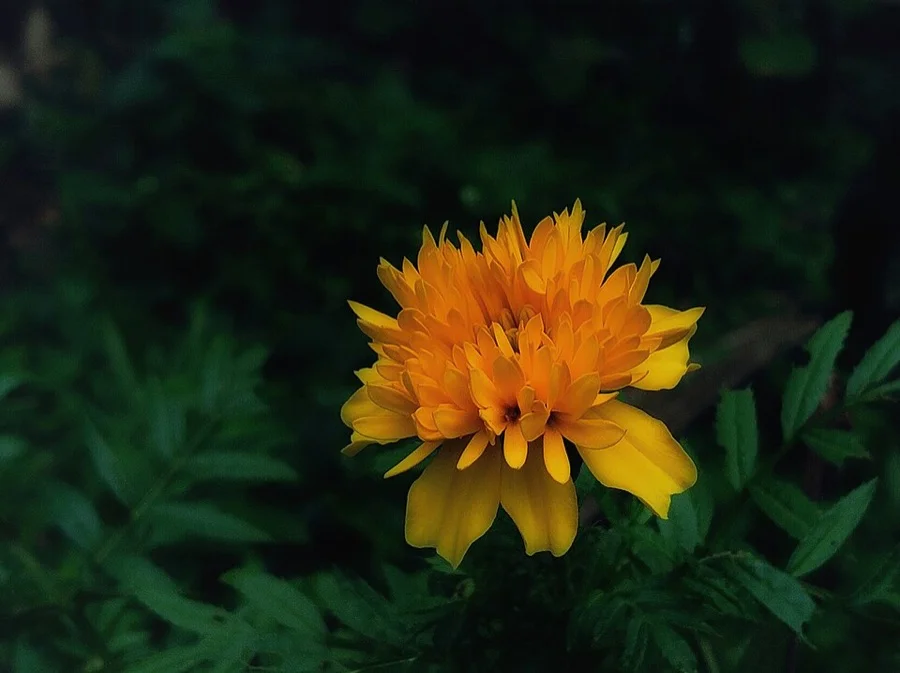 Marigold - State Flower of Gujarat