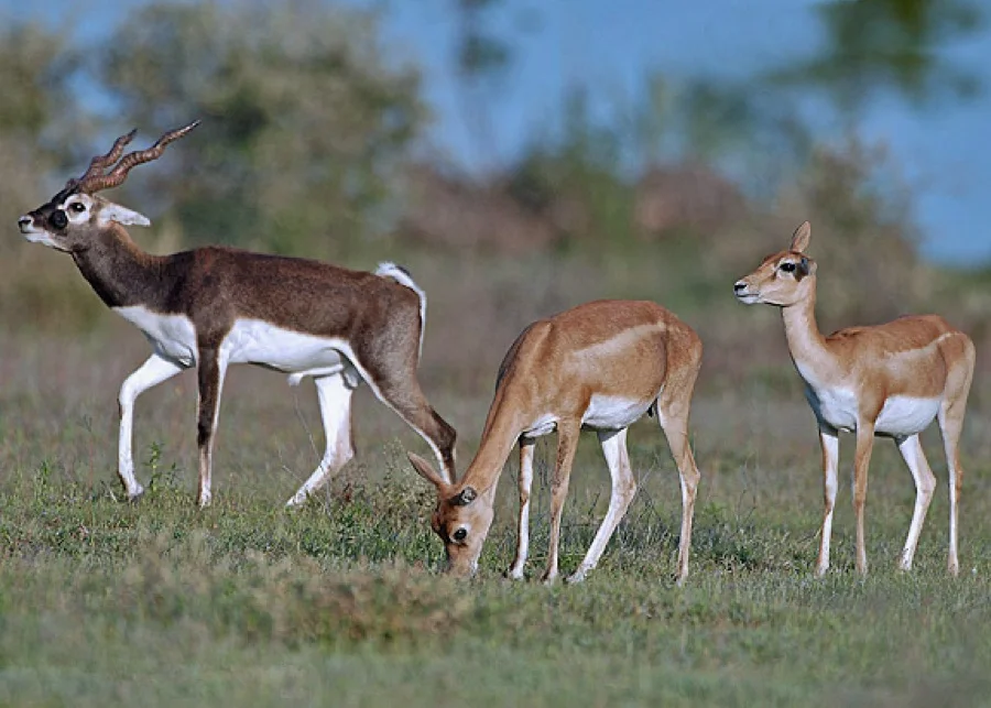 Blackbuck - State Animal of Haryana