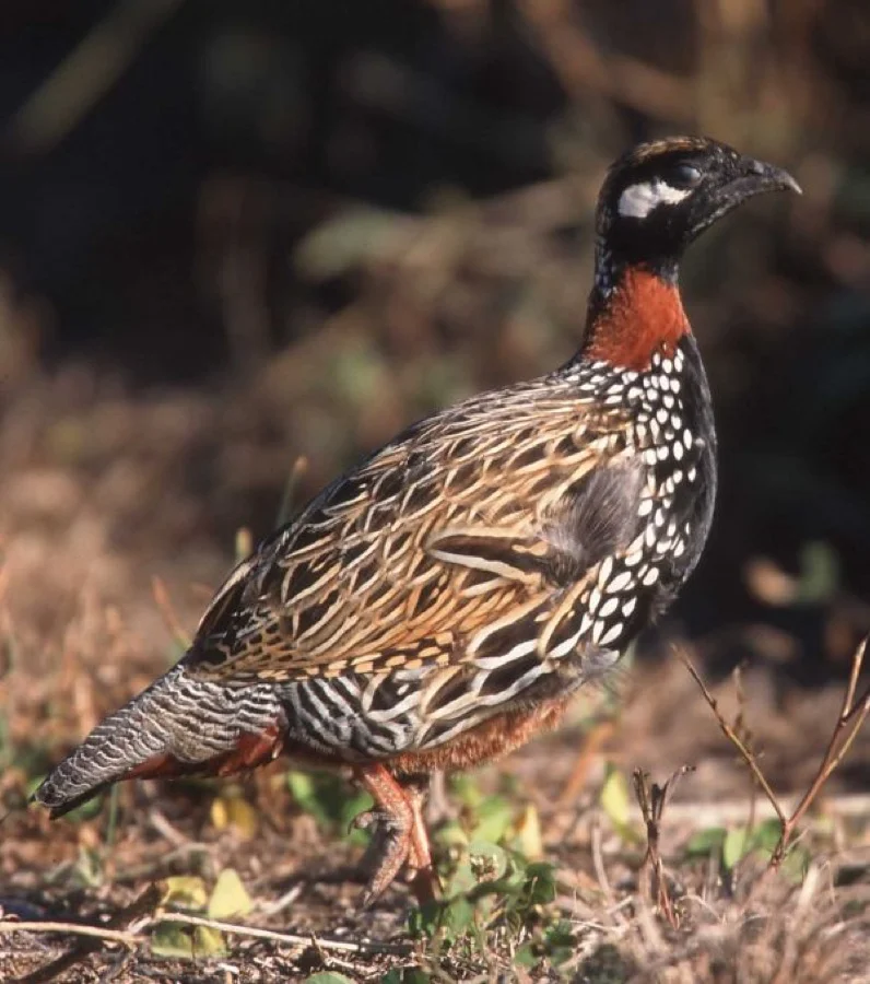 Black Francolin - State Bird of Haryana