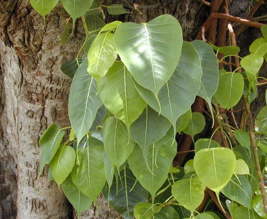 Peepal Tree - State Tree of Haryana