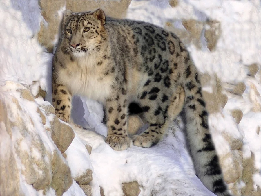Snow Leopard - State Animal of Himachal Pradesh