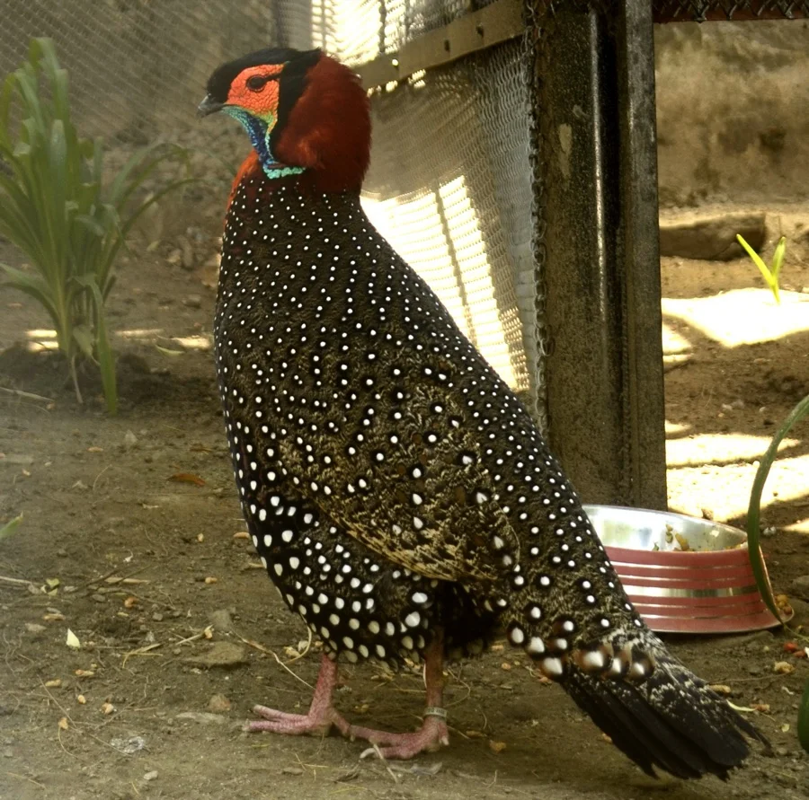 Western Tragopan / Jujurana - State Bird of Himachal Pradesh