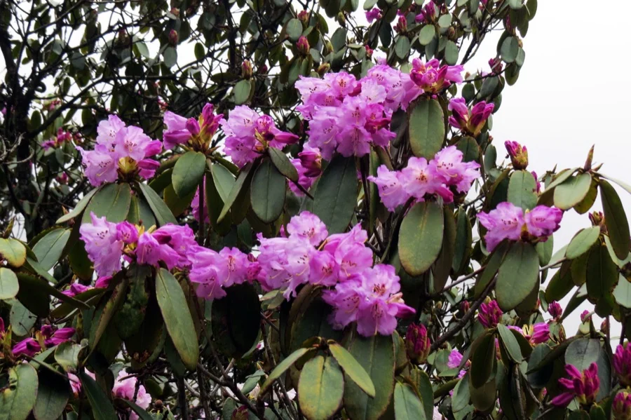 Pink Rhododendron - State Flower of Himachal Pradesh