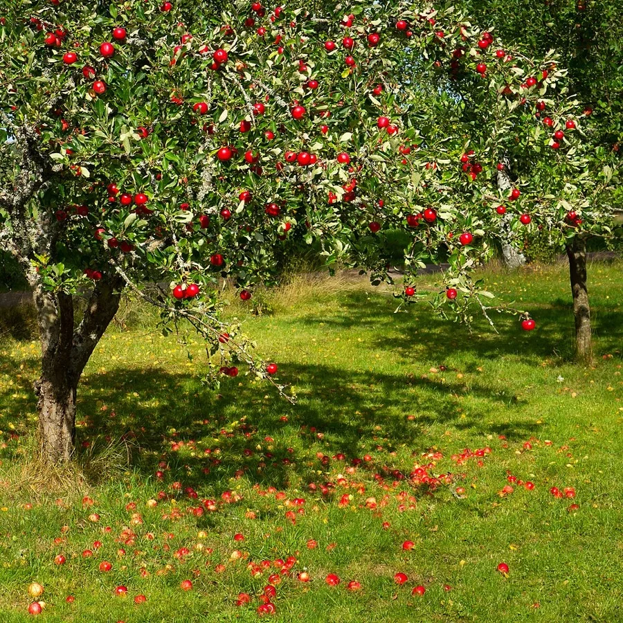 Himachali Apple - State Fruit of Himachal Pradesh