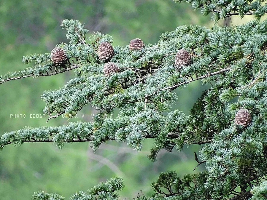 Deodar Cedar - State Tree of Himachal Pradesh