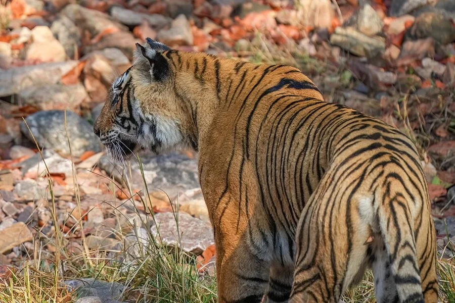 Royal Bengal Tiger - National Animal of India