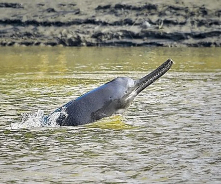 Ganges River Dolphin - National Aquatic Animal of India