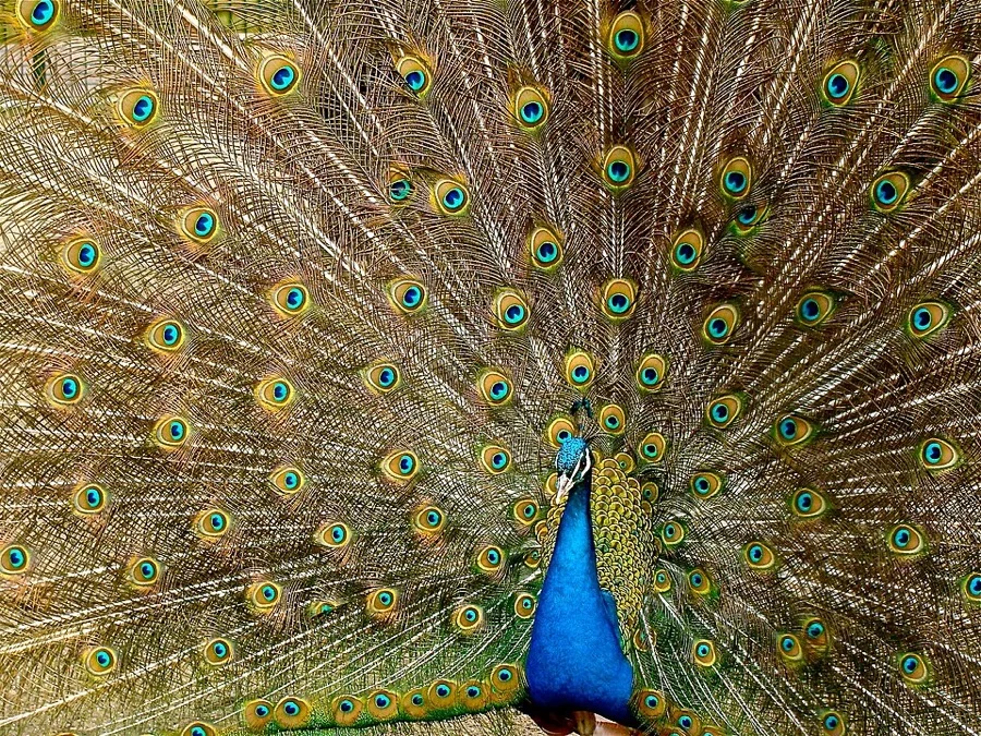 Indian Peafowl / Peacock - National Bird of India