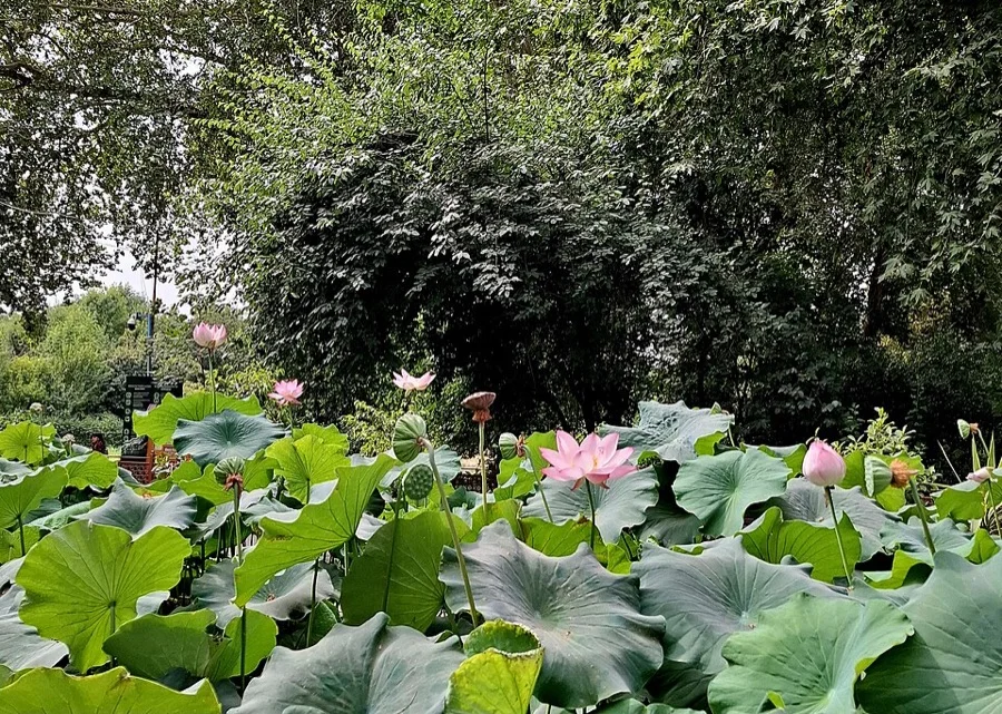 Sacred Lotus - National Flower of India