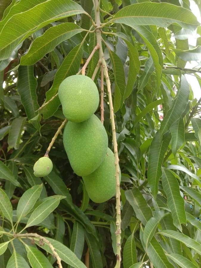 Mango - National Fruit of India