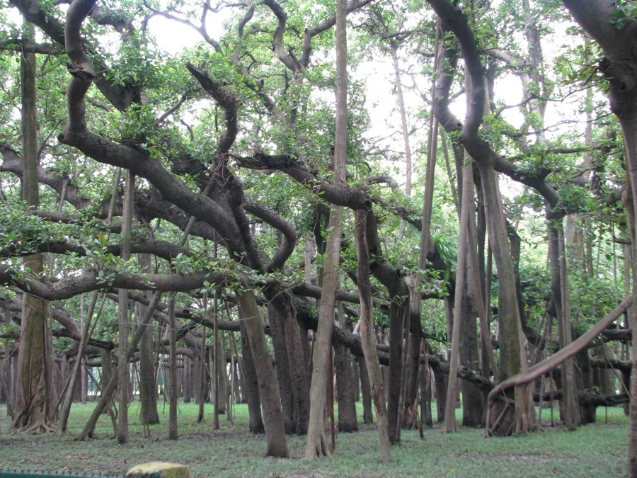 Indian Banyan Tree - National Tree of India