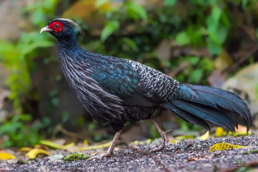 Kalij Pheasant - State Bird of Jammu and Kashmir