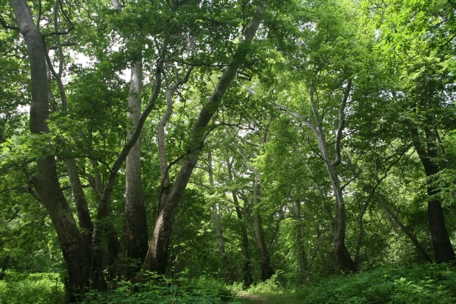 Chinar Tree - State Tree of Jammu and Kashmir