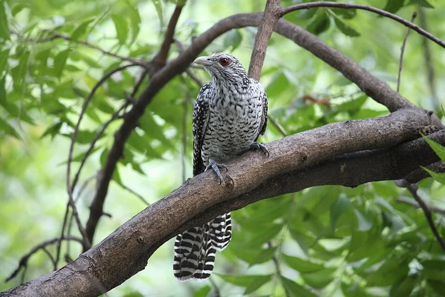 Asian Koel - State Bird of Jharkhand