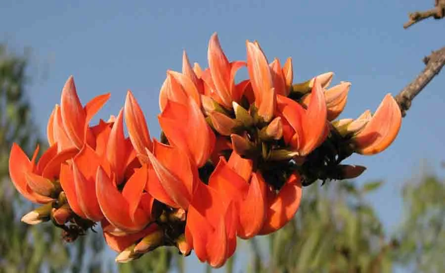 Palash / Flame of the Forest - State Flower of Jharkhand