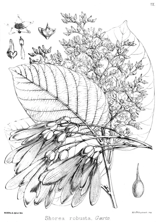 Sal Tree - State Tree of Jharkhand